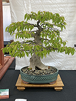 Korean Hornbeam